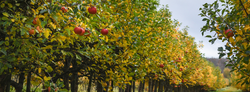 Streuobstbäume mit Äpfeln im Herbst