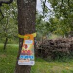 Baumanhänger Gelbes Band an einem Baum