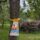 Baumanhänger Gelbes Band an einem Baum